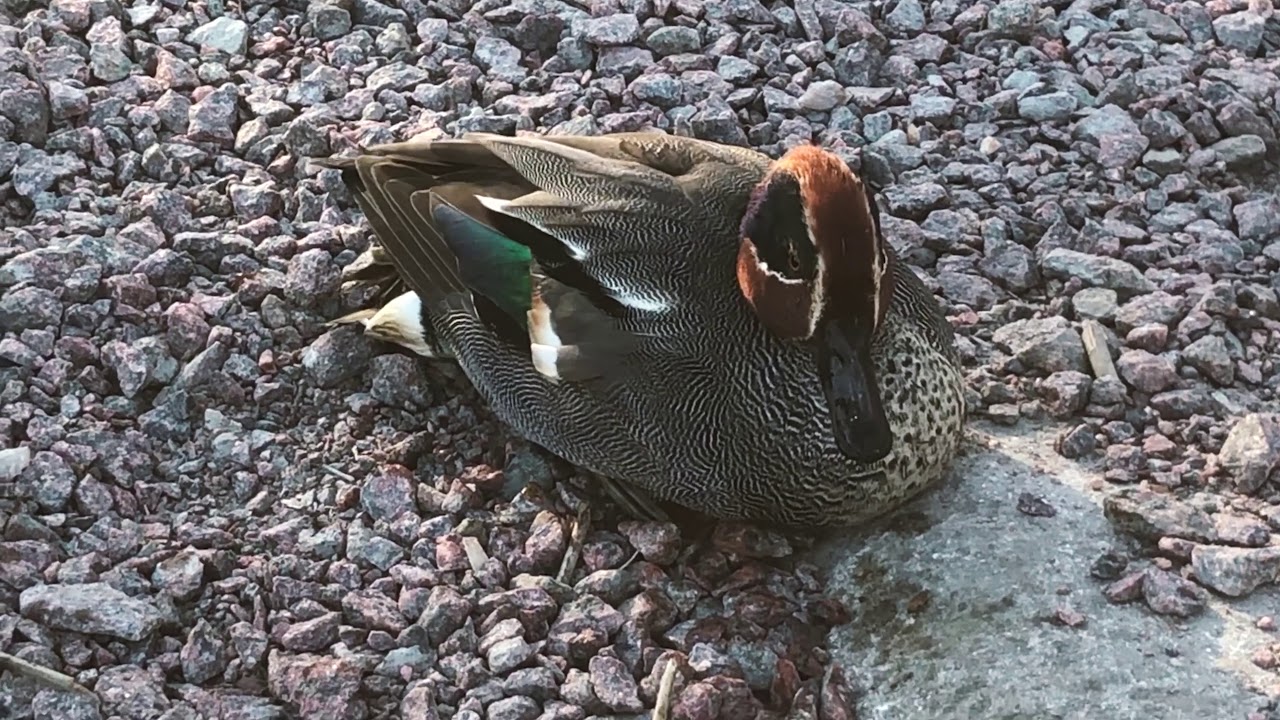 Anas crecca - Eurasian teal - Krickan