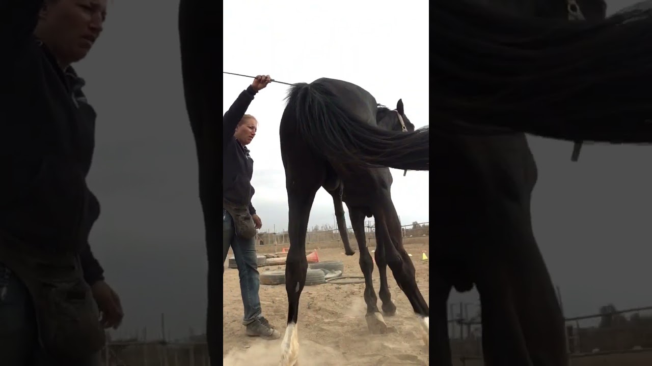 Une relation en or #complicit&eacute; #couple #horselover #rigolo #cheval #horseshow #horselifestyle