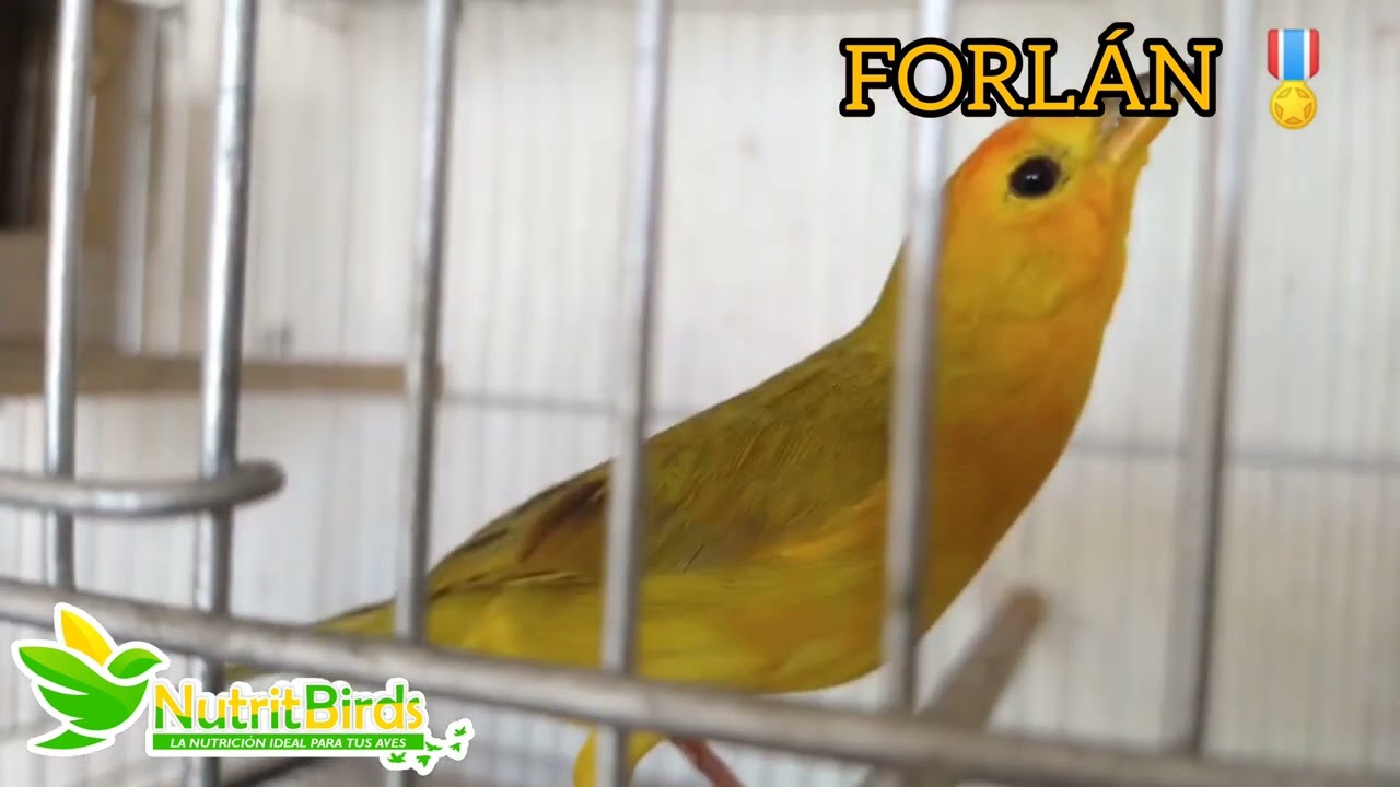 Canto de canario para concurso 🎖️ SICALIS FLAVEOLA.