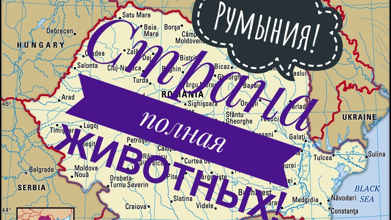 Страна полная животных!! |Видео на румынском языке с русскими субтитрами! Румыния | Румынский язык