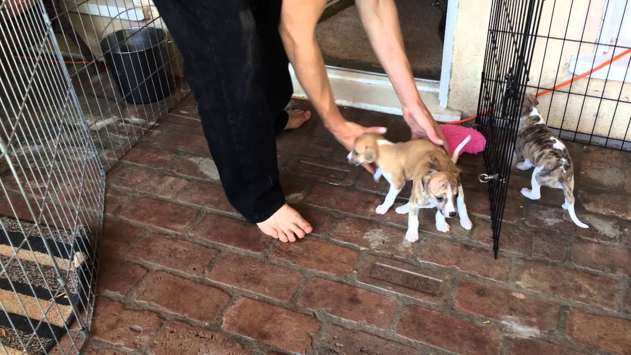 Whippet Puppies first day outside 4 weeks old