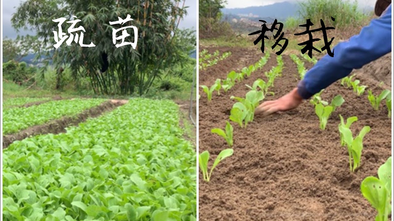 青江菜移栽 ㈡| 疏出來的苗不浪費【小棠菜】