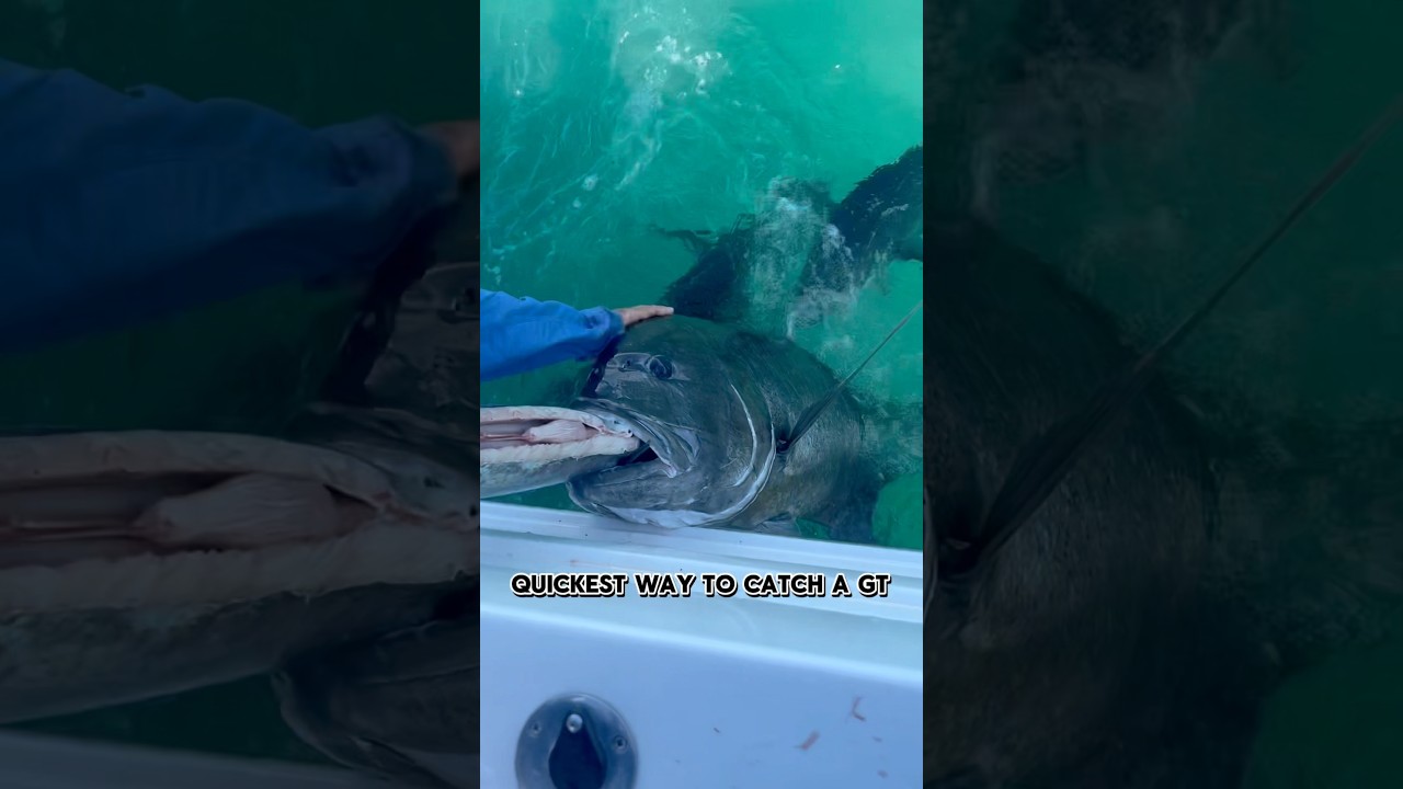 How to catch Giant Trevally in five seconds 🤣 #gianttrevally #gtfishing #fishing #fish #ocean #viral