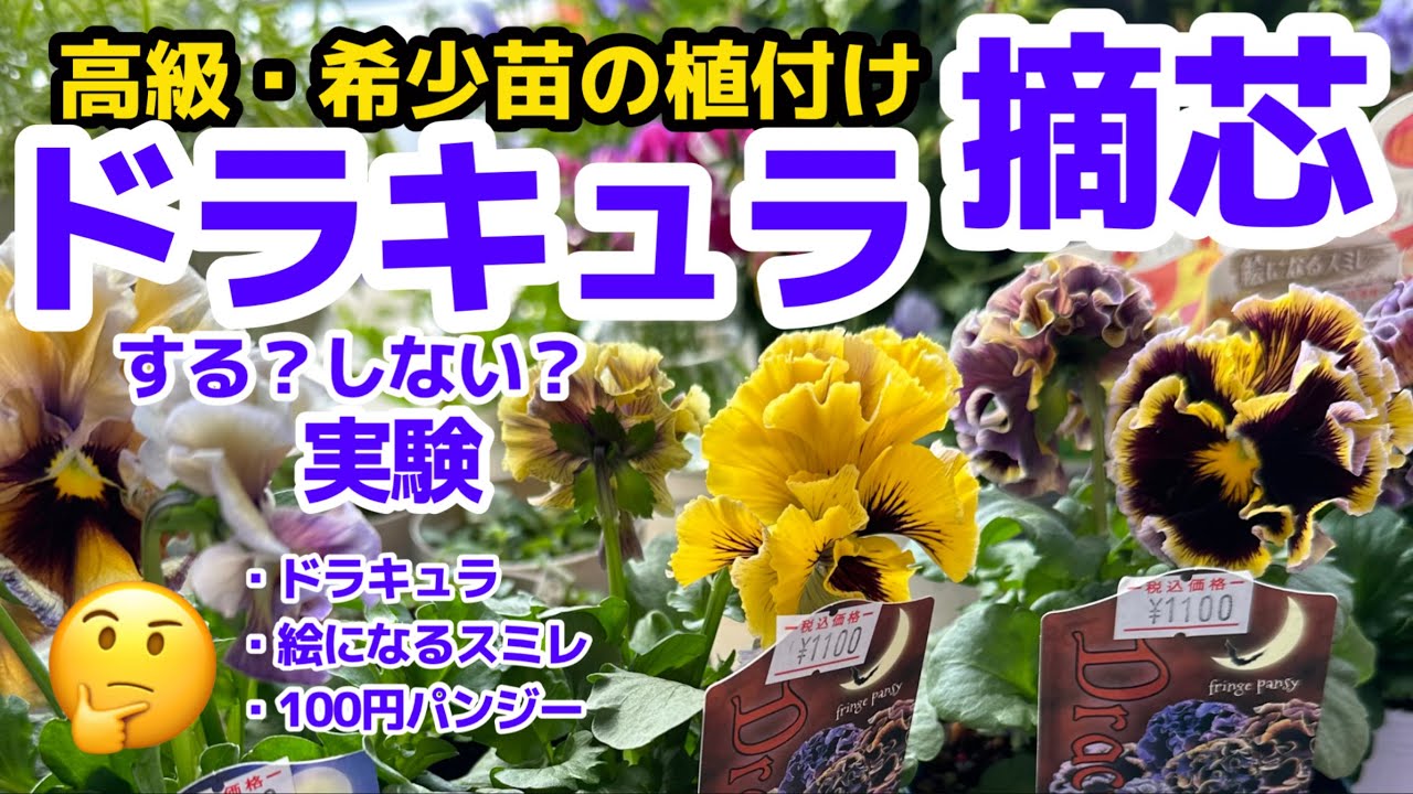 【高級パンジードラキュラ】摘芯と植付け・検証のためお花カット・絵になるスミレも摘芯実験