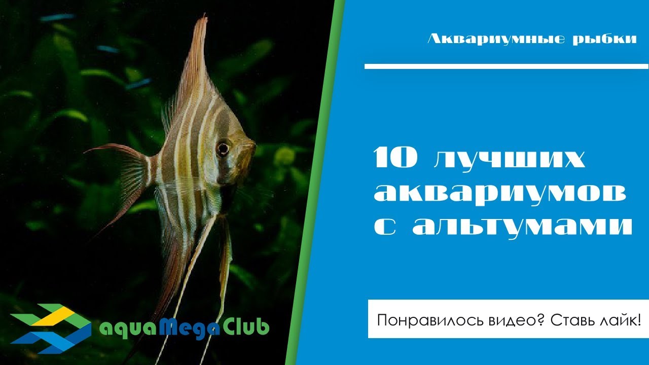 10 лучших аквариумов с альтумами (а также описание и видео с места их обитания)