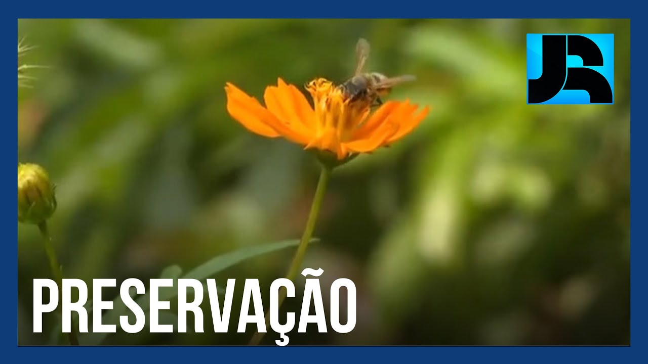 Projeto de Belo Horizonte (MG) incentiva a criação de abelhas sem ferrão em áreas urbanas