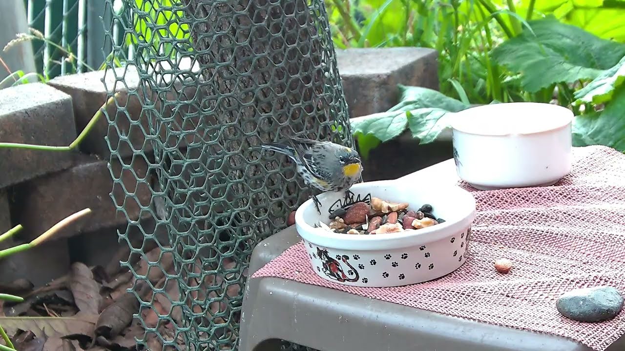 A Yellow-Rumped Warbler Snacks on Nuts