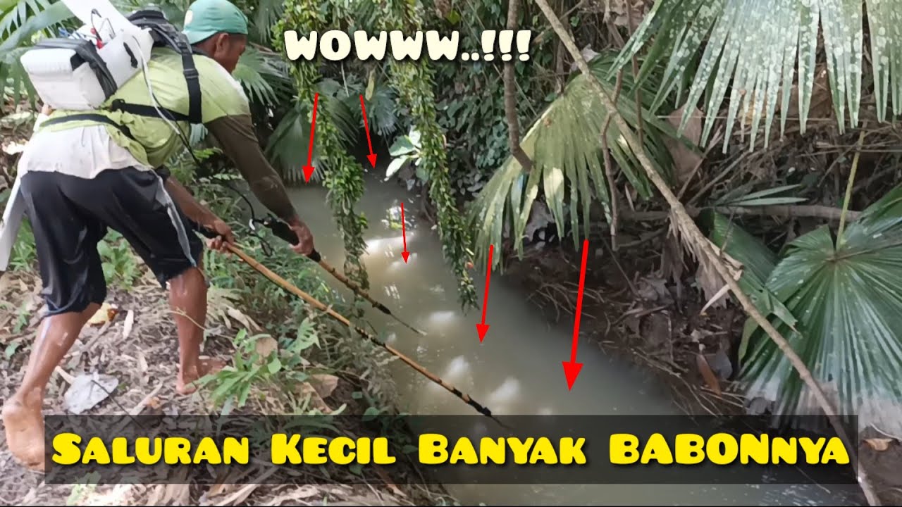 Setrum Ikan Di Saluran Kecil Banyak Babonnya | Sejuta Petualangan | Nonton  Juga Video #shorts Nya