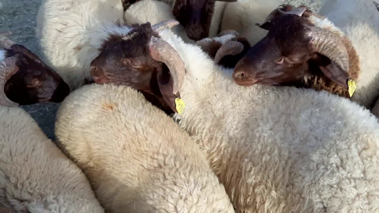 #سوق الحولي بطنجة أكبر مفاجأة 😃#سوق الحولي طنجة