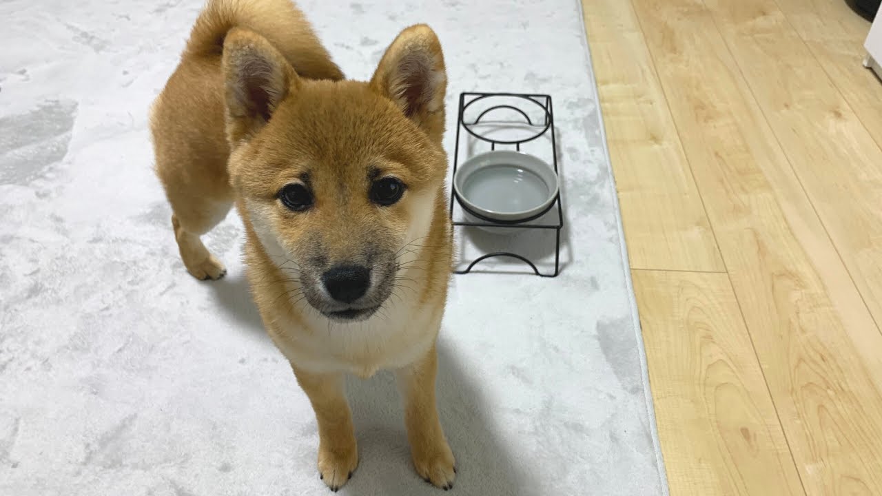 謎行動の原因が判明しました【フードアグレッシブ】【豆柴】