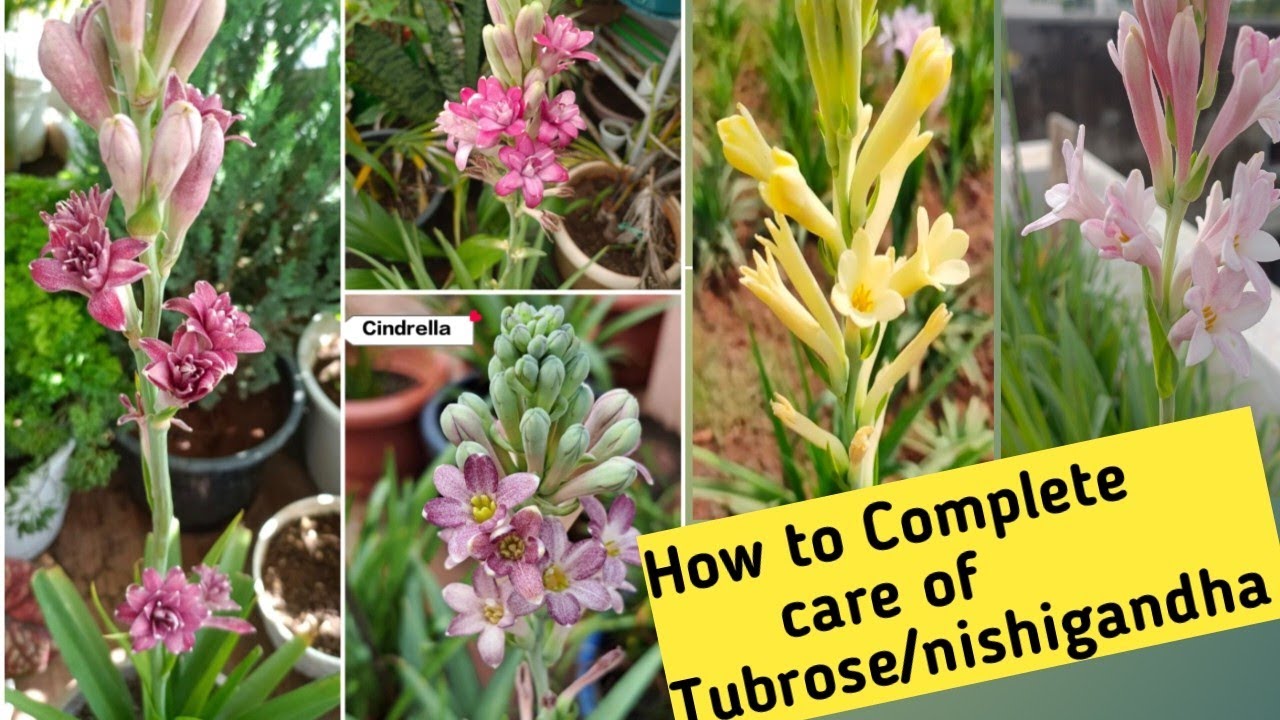 How to Complete care of Tubrose plant ☘️ Nishigandha plant की care कैसे करे 👍