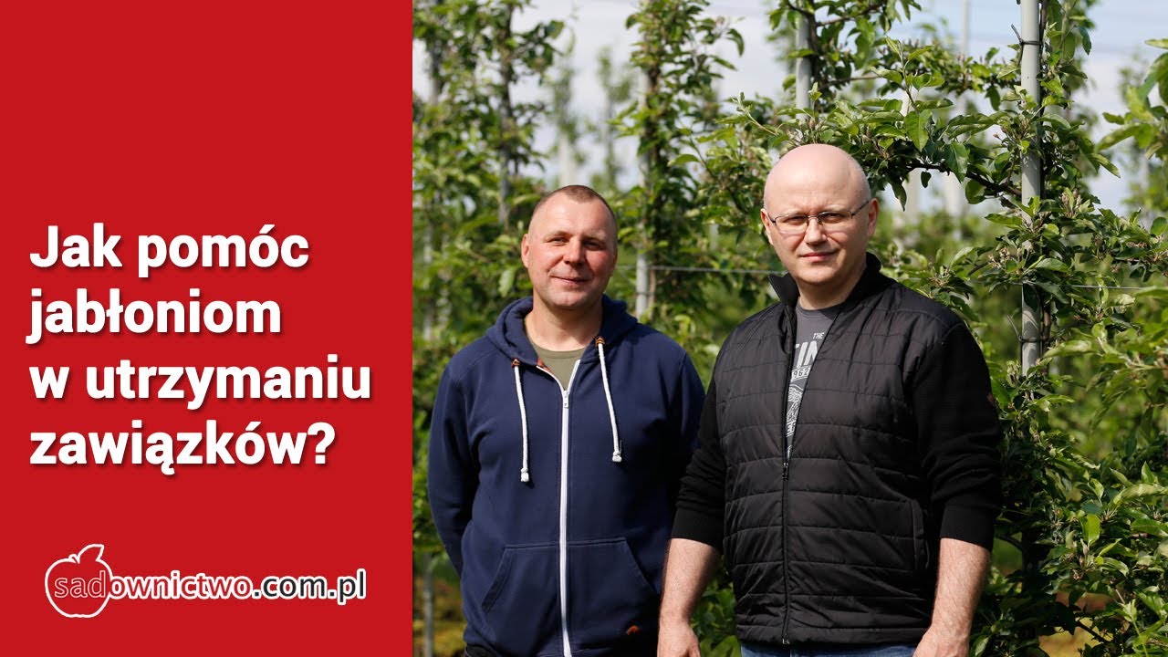 Jak pomóc jabłoniom w utrzymaniu zawiązków?