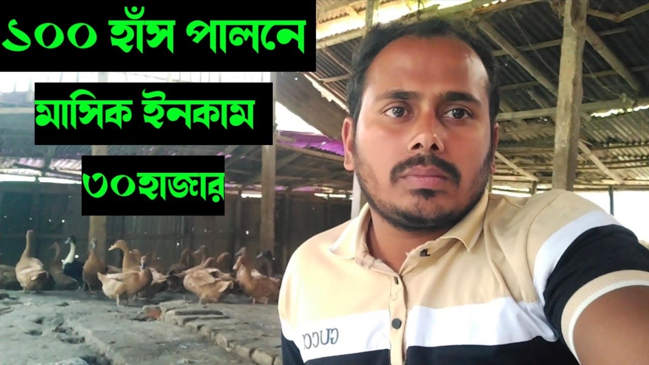 কিভাবে ১০০ হাঁস পালন করে মাসে ৩০হাজার টাকা ইনকাম করবেন। হাঁস পালন পদ্ধতি। 