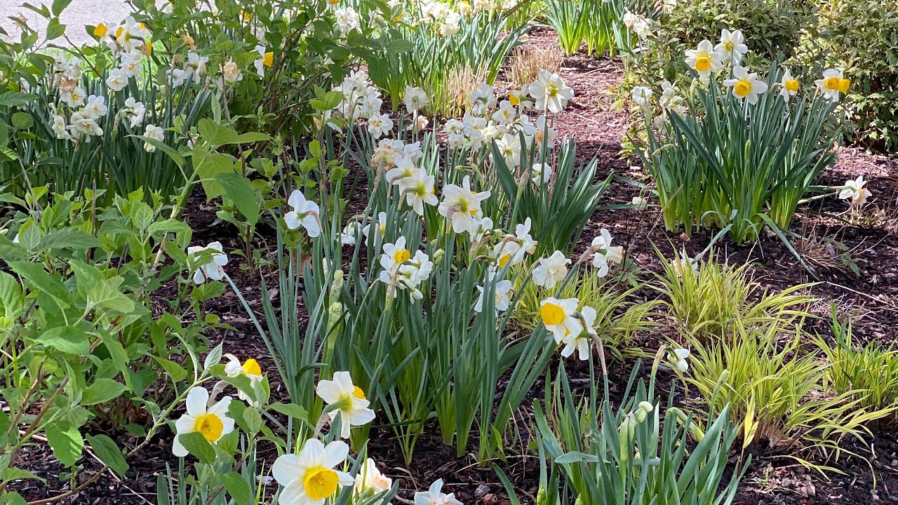 🌼 Behind the Scenes Project Update - Daffodils- Pool Construction 🌼
