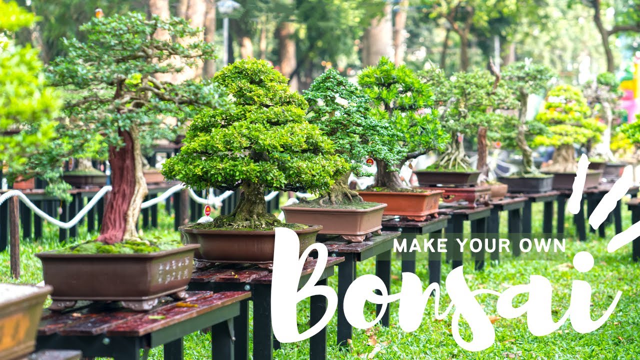 Exploring the Art of Bonsai