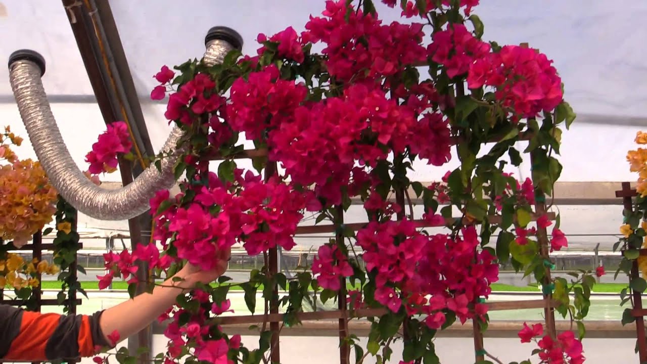 2014 Spring Trials: Vista Farms