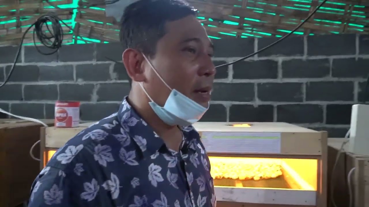 TERNAK PUYUH DAN AYAM PAK BAYU DININGRAT #bayudiningrat  #bayusehatmandiri #pertanian