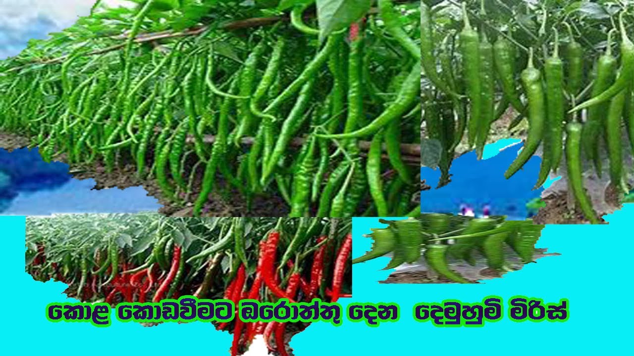 MICH HY 1  කොළ කොඩ වීමට ඔරොත්තු දෙන මිරිස් ප්‍රභේදය  Chlli new variety| මිරිස් වවමු |  Grow chilli