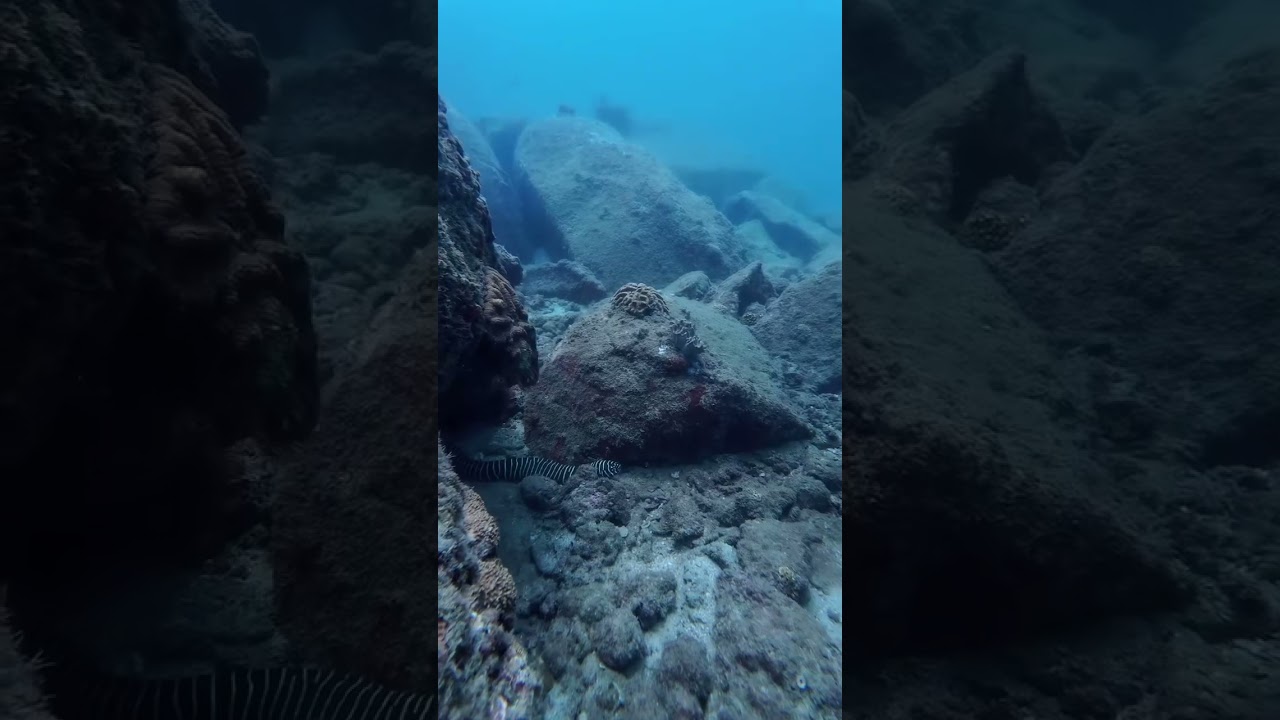Zebra moray eel ❤️❤️
