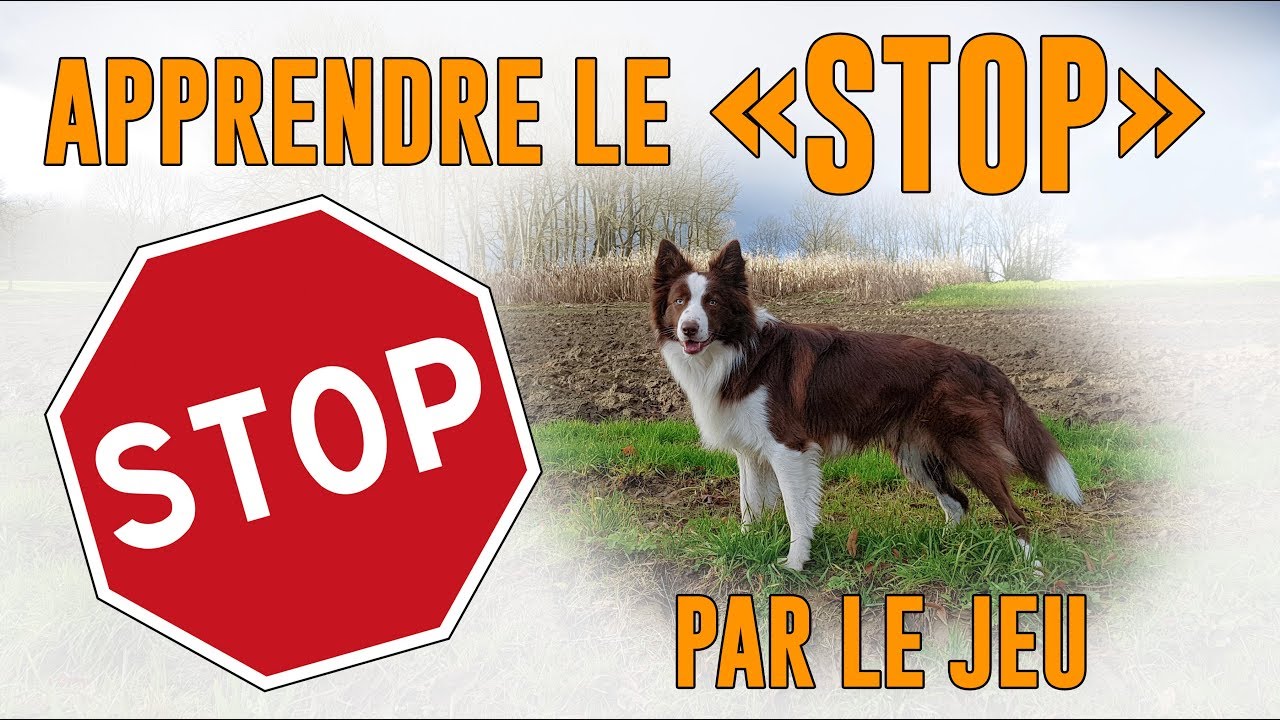 TUTORIEL Apprendre le "STOP" par le Jeu
