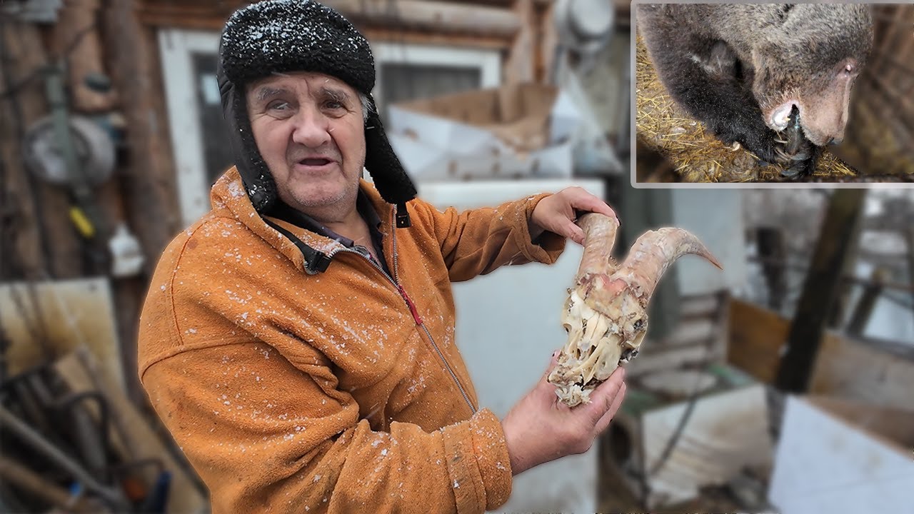 Eminovi medvjedi za Novu godinu na poklon dobili pečenoga jarca