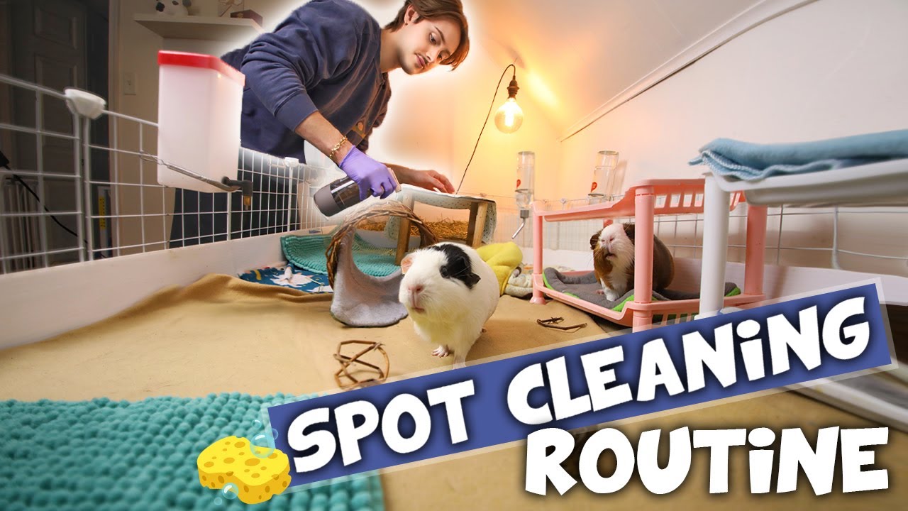 My Spot Cleaning Routine for Guinea Pigs!