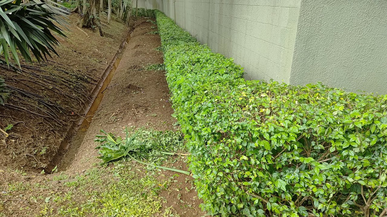 Parque vila lobos  realizamos Manutenção nos canteiros da administração mais uma vez