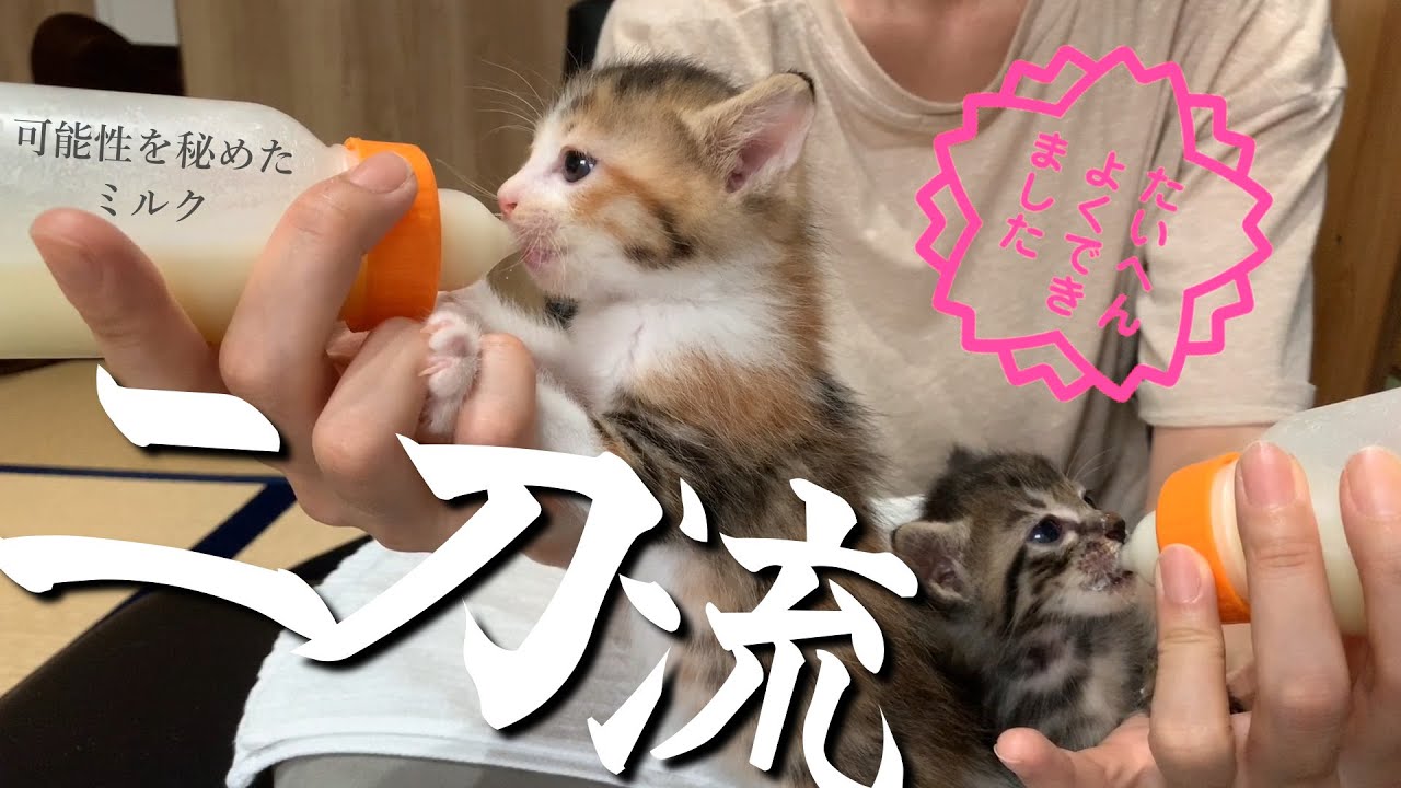時短式！二刀流♪哺乳瓶2つで同時にミルクをあげてみたよー★ピーピーなんで薬もシリンジで★6日目〈保護猫〉～Kitten growth record～
