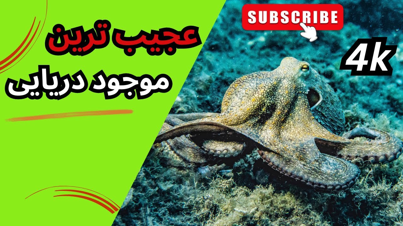 ویژگی های عجیب و باورنکردنی عجیب ترین موجود دریایی به نام اختاپوس