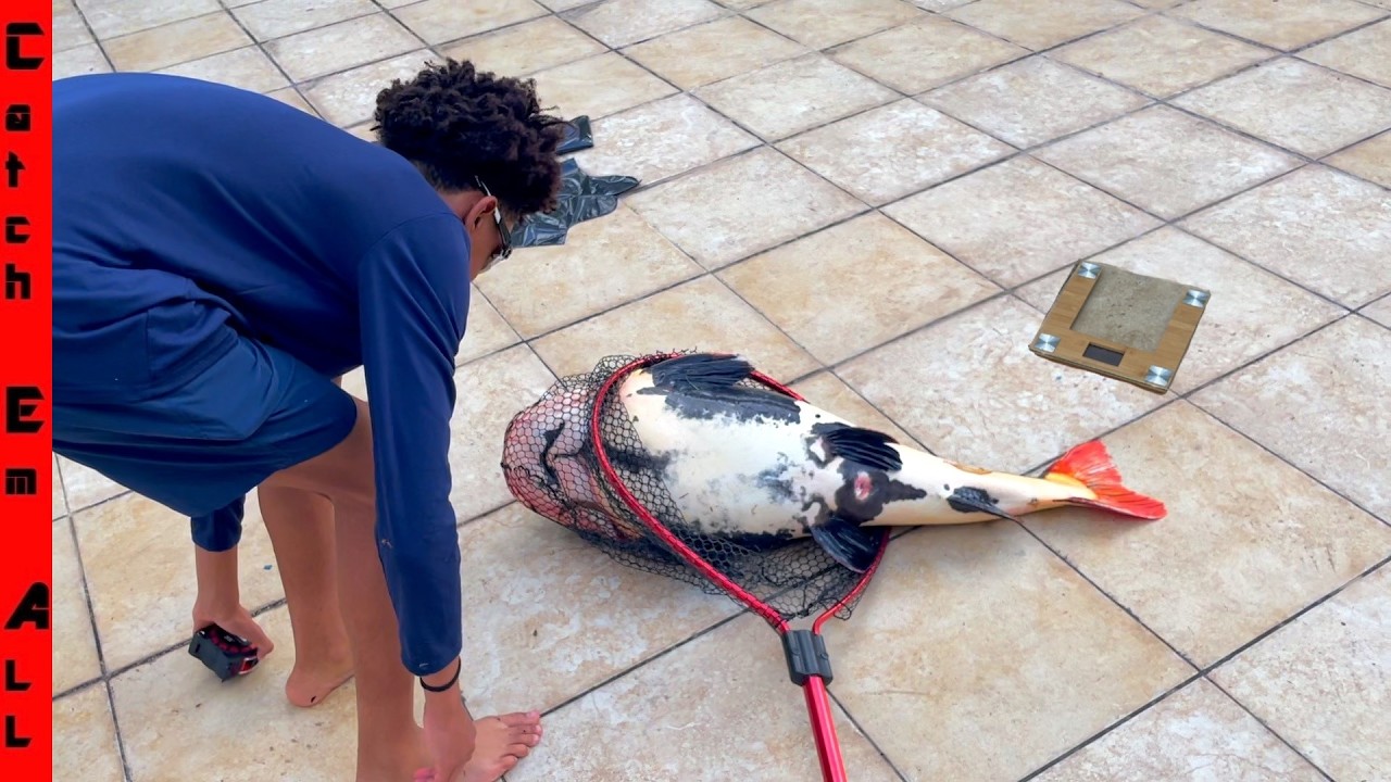WEIGHING the GIANT Pond WHALE CATFISH! **We Couldn't Save Him**