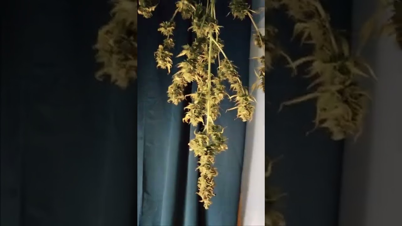 Harvest time Magic Melon Auto Humboldt Seeds