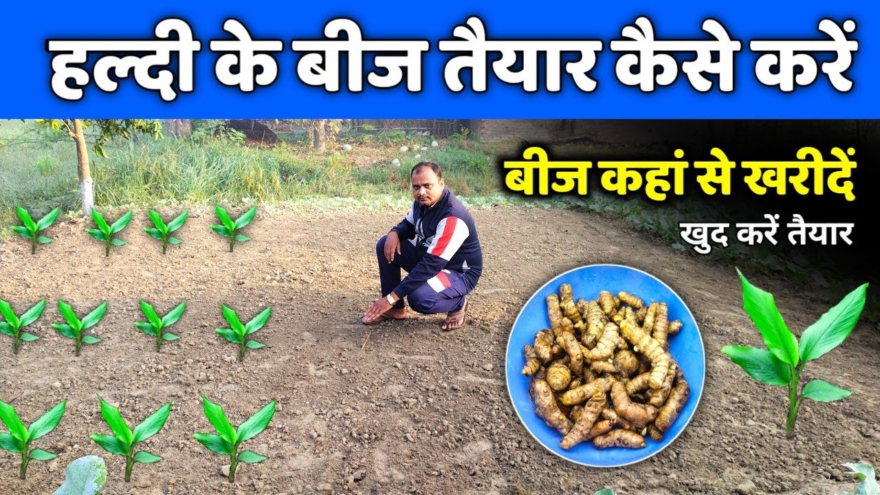 हल्दी का बीज खुद से तैयार कैसे करें या मार्केट से ले 🍠🌱 Haldi ke bij taiyar kaise karen | Turmeric