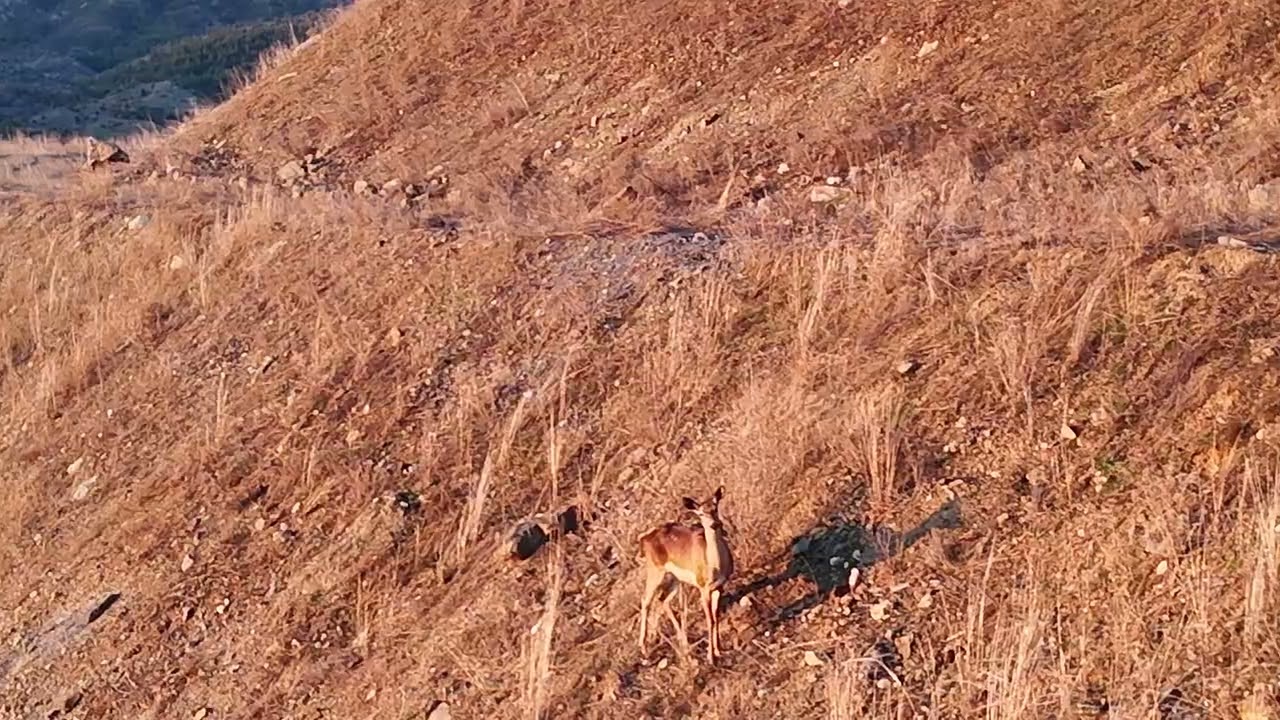 Kızıl geyik iyi seyirler ￼