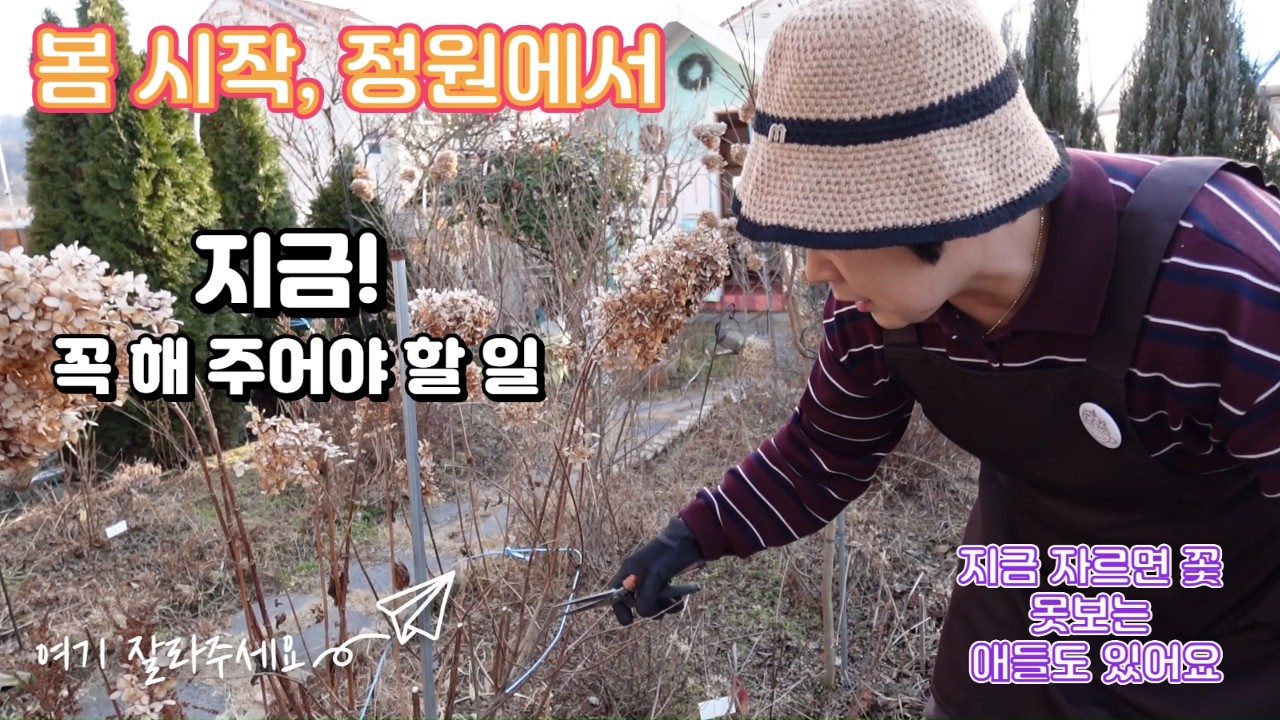 봄 정원, 지금 꼭 해야 할 일, 여기 자르지 마세요!, 여기 자르지 마세요!  봄 정원 관리법