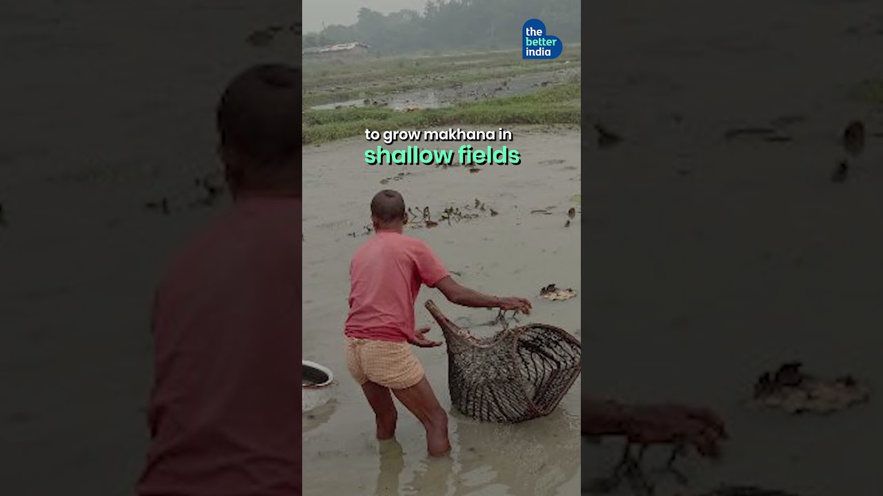 He Changed How India Grows Makhanas!