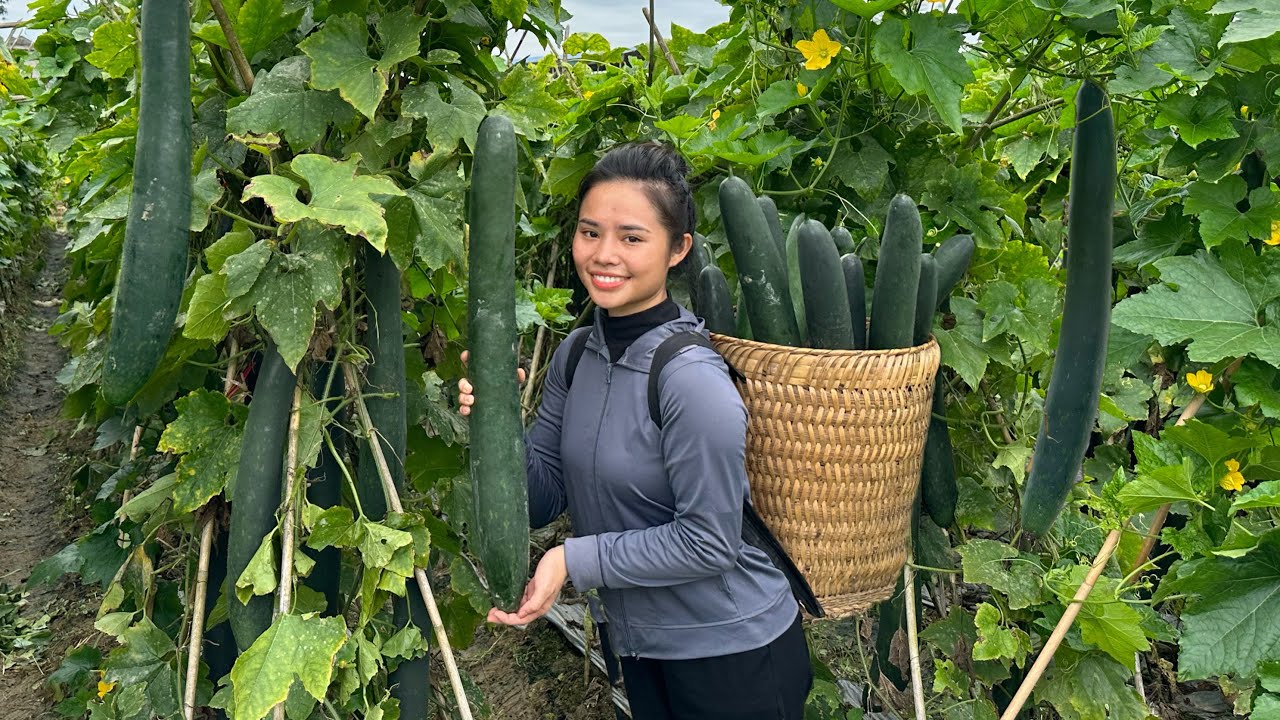 Harvest the zucchini garden and bring it to the market to sell - Cook