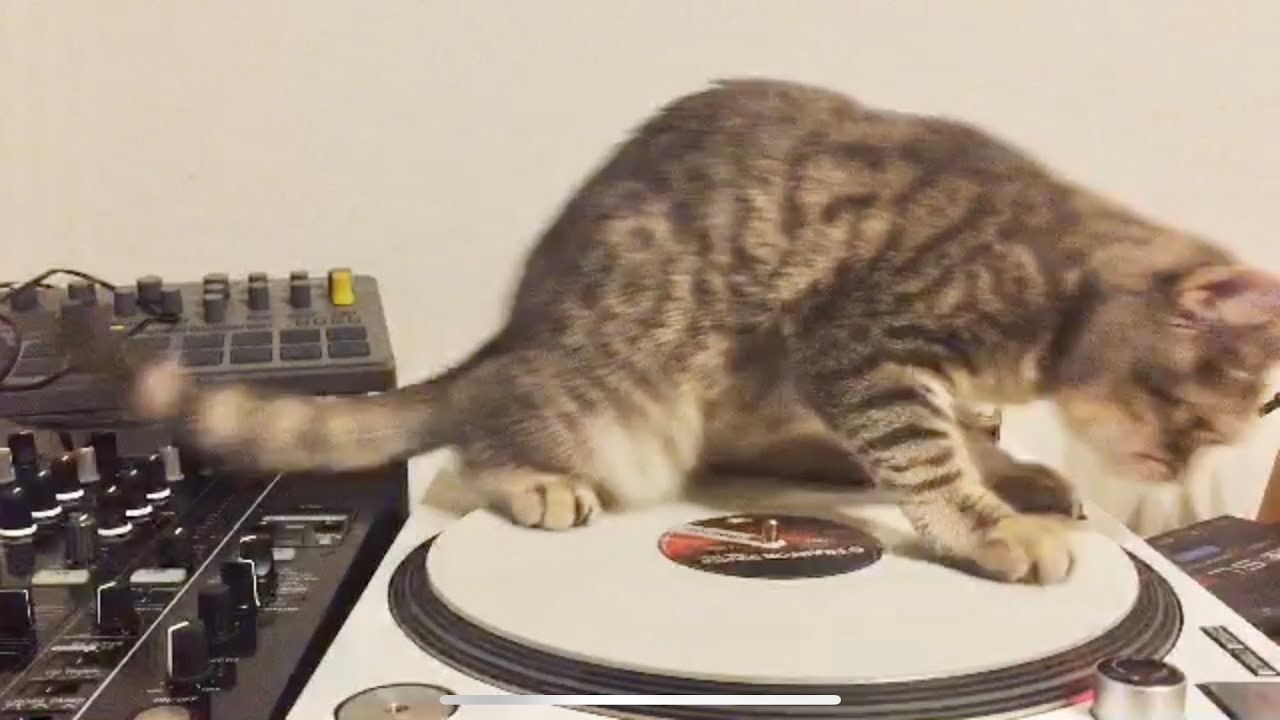 【DJする猫】DJしようとしたら自分がレコードと一緒に回っちゃった・・a cat tried DJing