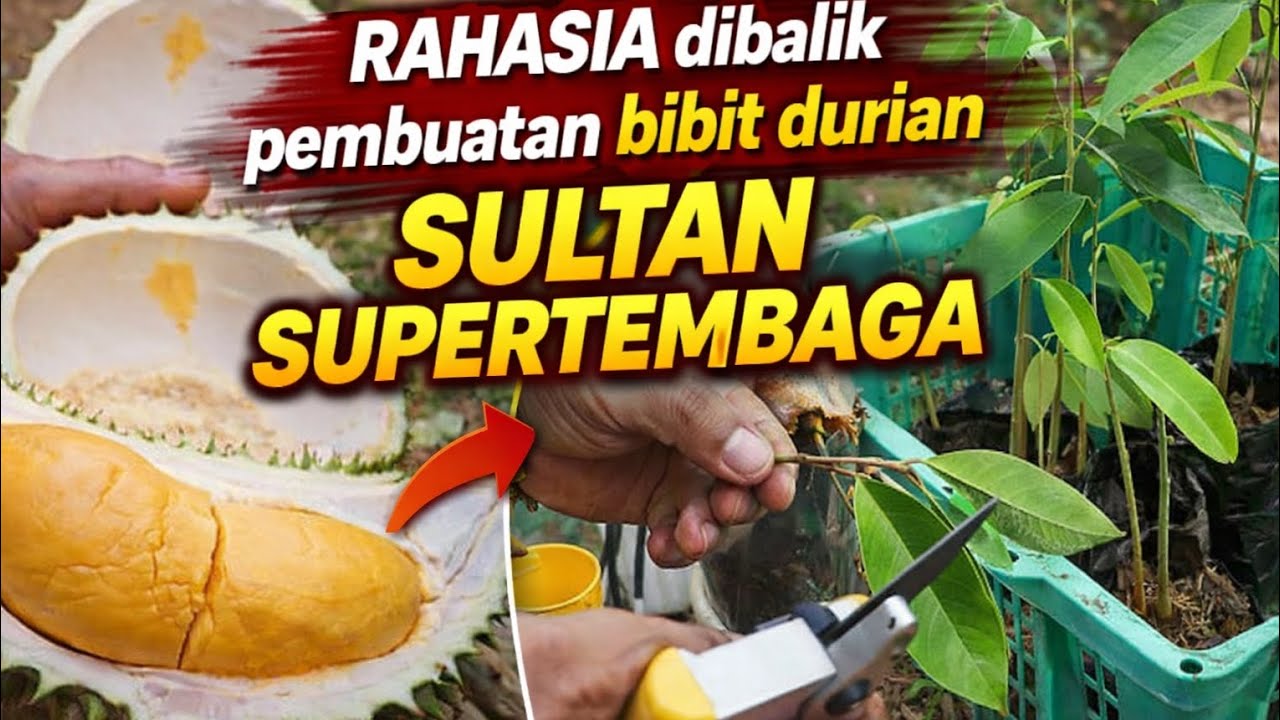 Bongkar! Pembuatan Bibit Durian Sultan SUPERTEMBAGA Termahal| The Hidden Process Revealed