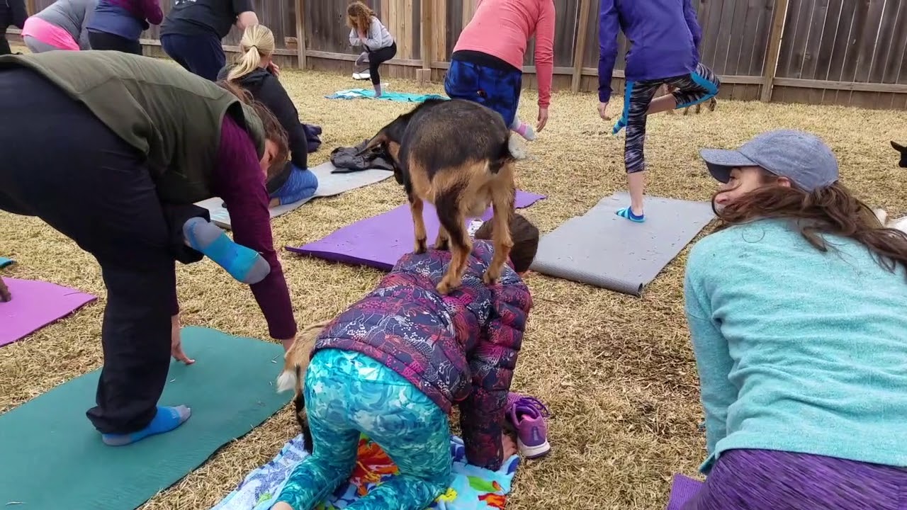 ATX Goat Yoga