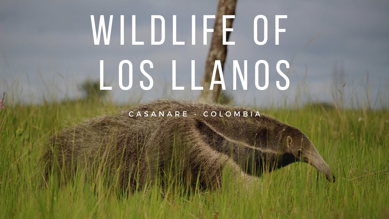 Wildlife of Los Llanos
