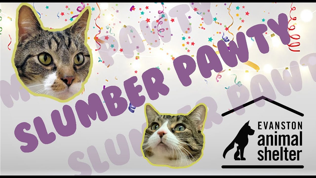 Shelter Slumber Pawty (part 1)