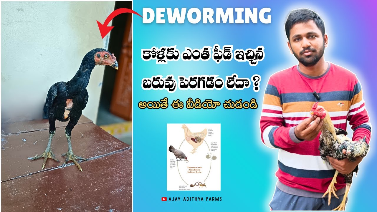కోళ్లకు ఎంత ఫీడ్ ఇచ్చిన బరువు పెరగడం లేదా ?💉  |how to deworm chickens in telugu|ajay adithya farms