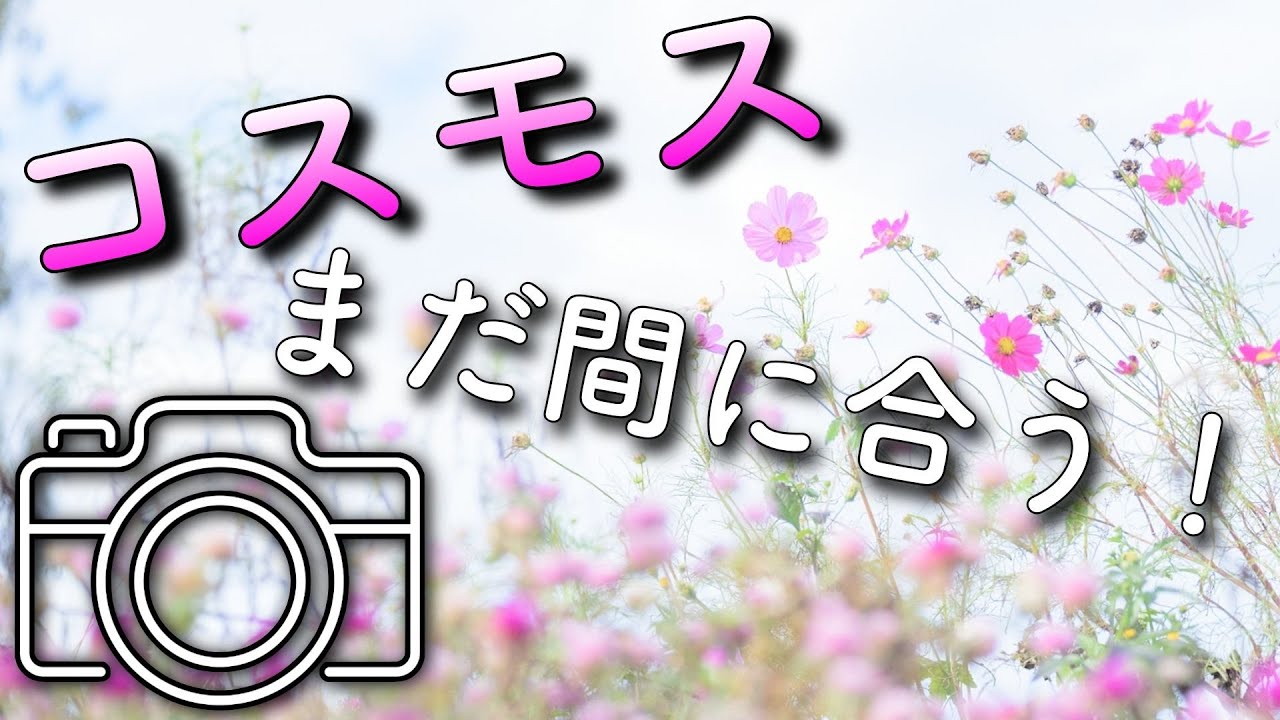もう撮った？コスモスの撮り方！見頃過ぎても綺麗に写そう！