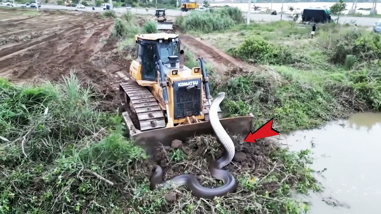 OMG! Bulldozer Clearing Brush 😱 Unexpected Snake Encounter During Land Clearing