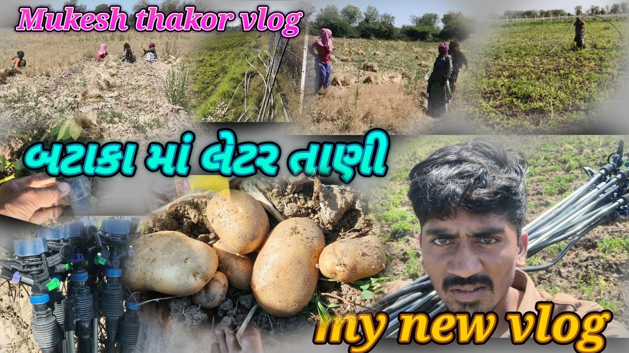 બટાકા માં લેટર તાણી Mukesh thakor vlog my family Vlog #mukesh_vlog 