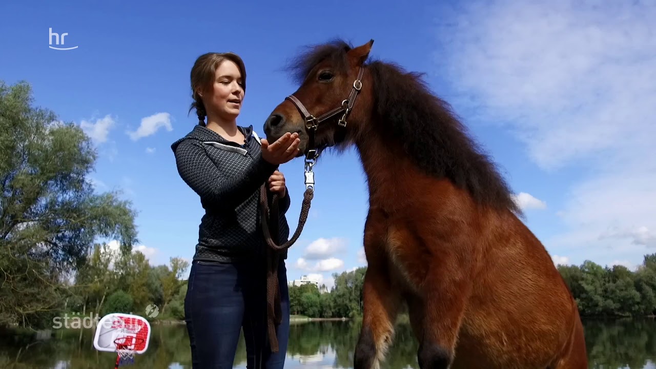 Tobi trifft Muffin, das klügste Pony Hessens