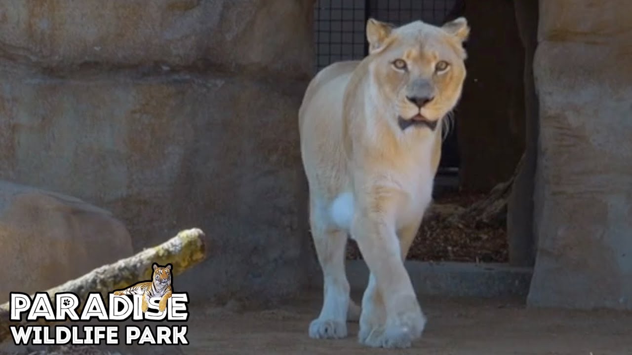 White Lions Move Into Their New State Of The Art Habitat