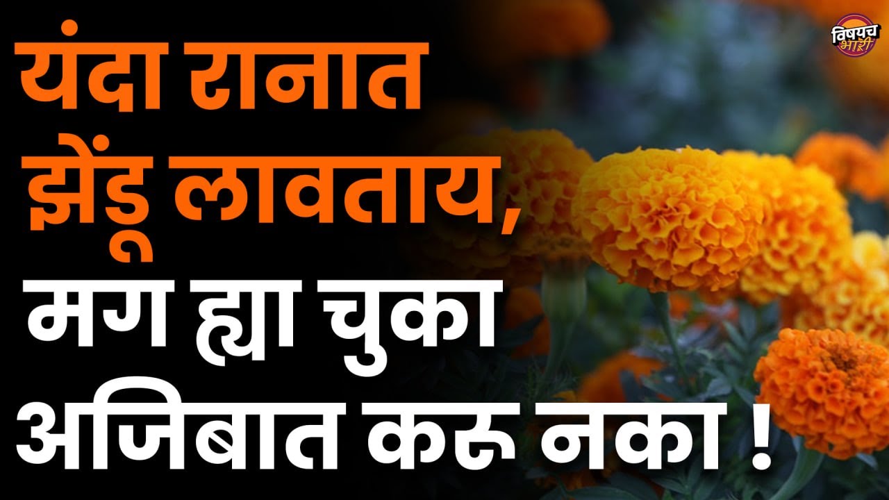 झेंडूच भरघोस उत्पादन घ्यायची मास्टर की | झेंडू पिकाविषयी A टु Z | Zendu Lagwad | Vishaych Bhari