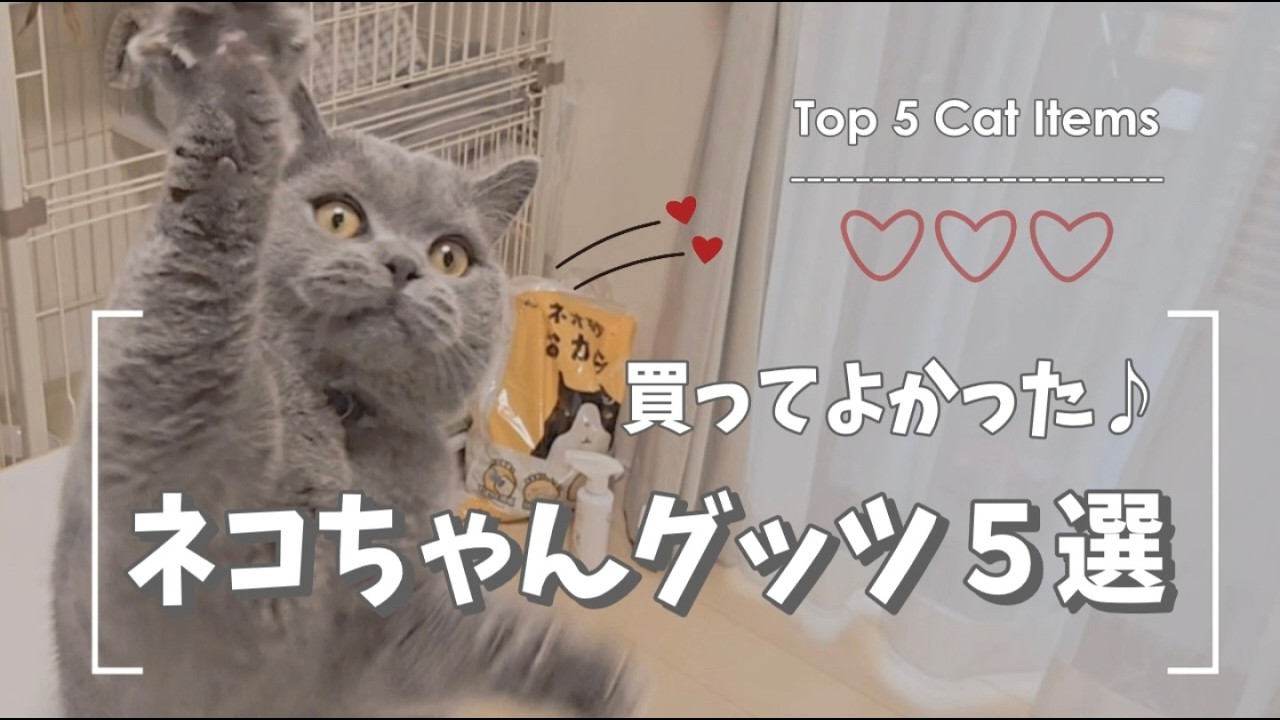 【買ってよかった】ネコちゃんグッツ5選😺🐾