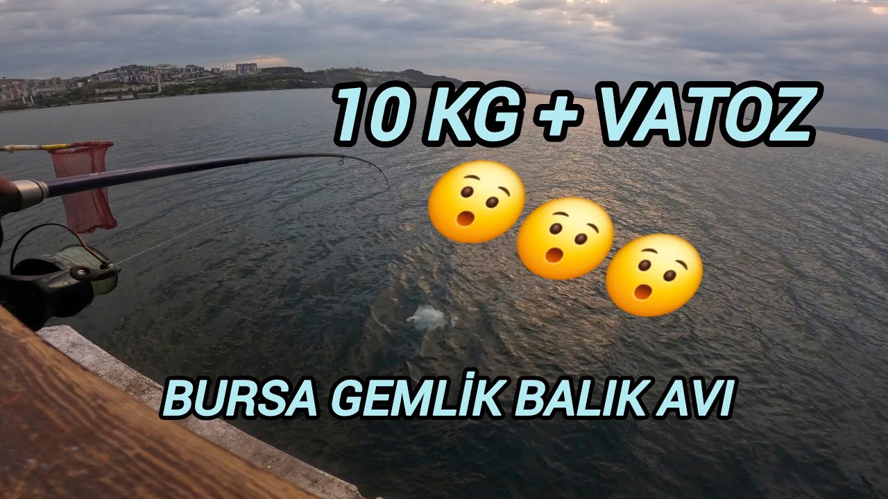 GEMLİK İSKELEDE 10KG+ BALIK VATOZ ÇIKTI / GEMLİK BALIK AVI